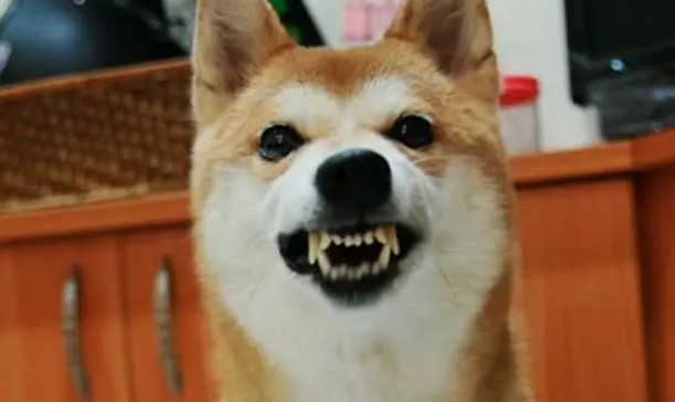 小狗得了肠炎怎么治疗