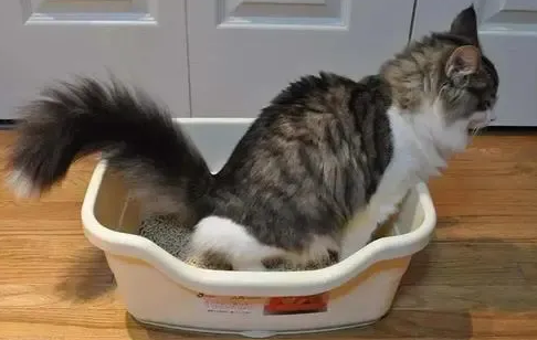 猫一天有几个尿团正常 猫一天有几个尿团正常