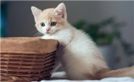 杀虫剂猫咪闻了会怎样