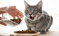 猫营养不良吃什么最好
