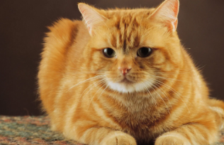 猫咪身上的跳蚤怎么消灭