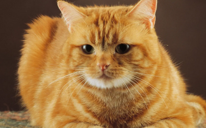 猫咪乳头变大是否怀孕的症状