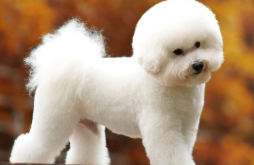 比熊犬身上长黑斑什么原因引起的