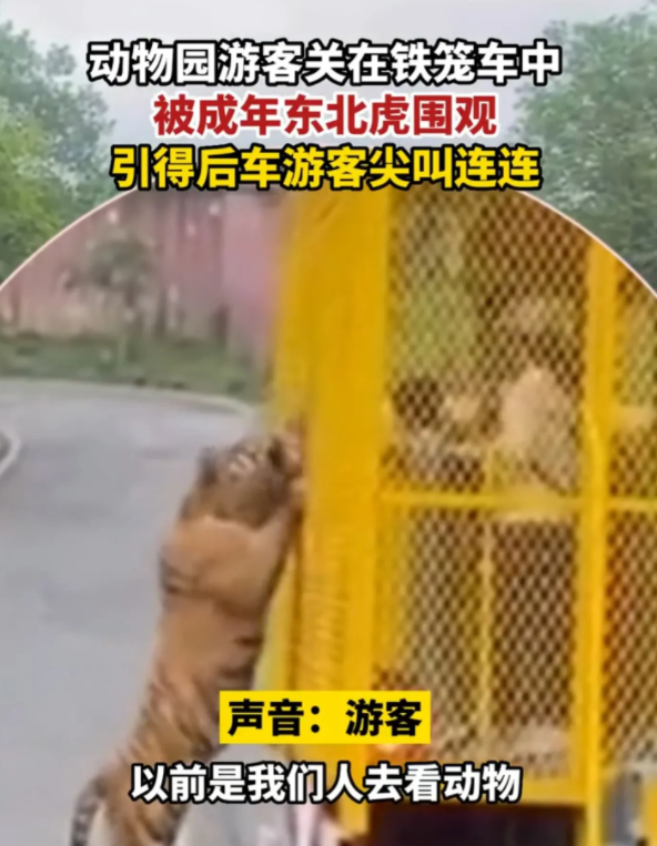 重庆一动物园游客乘坐游览车，被成年东北虎爬车围观