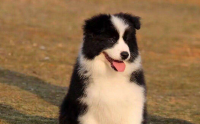 幼犬怎么看聪明不聪明