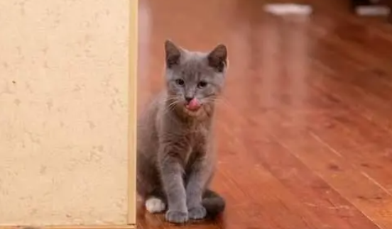 猫身上的寄生虫有哪些? 猫身上的寄生虫有哪些?