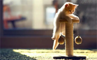 猫不吃东西还软便什么原因