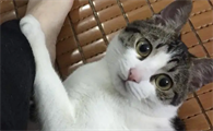 猫咪失声后可以恢复吗