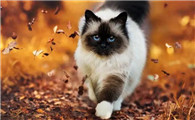 传腹的猫无大便尿多