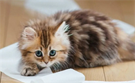 猫得狂犬病的潜伏期是多久