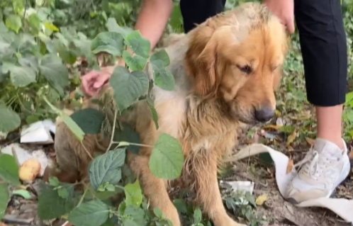 奄奄一息，如纸片般的流浪金毛，被救助后重获新生，彻底完成蜕变