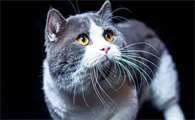 猫咪掉毛太厉害怎么办