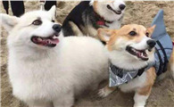 狗狗可以吃蛋糕吗