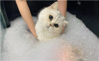 猫咪洗澡应激反应症状有哪些