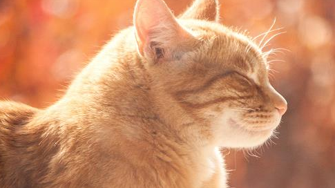 猫咪坐月子吃什么合适 猫咪坐月子吃什么合适