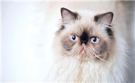 猫咪泪痕是什么原因引起的