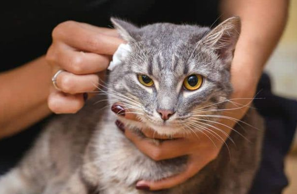 猫咪耳螨可以打针治疗吗? 猫咪耳螨可以打针治疗吗?