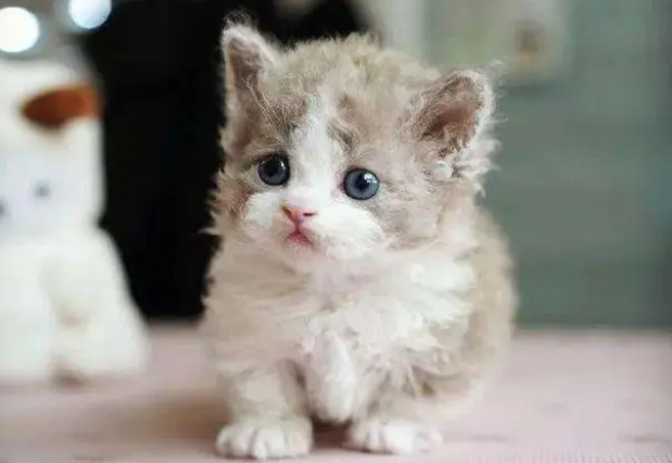 小奶猫快不行的表现是什么