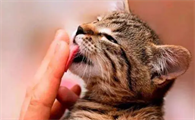 猫为什么抓着手又舔又咬