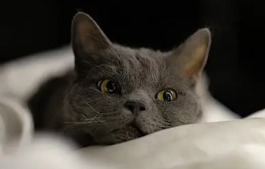 猫把自己挠秃了怎么办