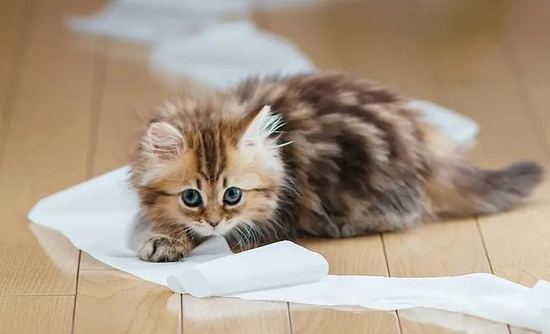 猫咪闻青草药膏会有害吗