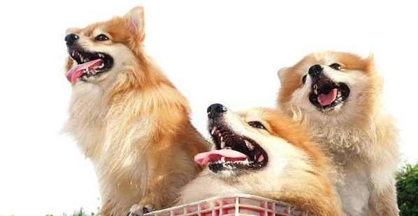 狗不爱吃食怎么办