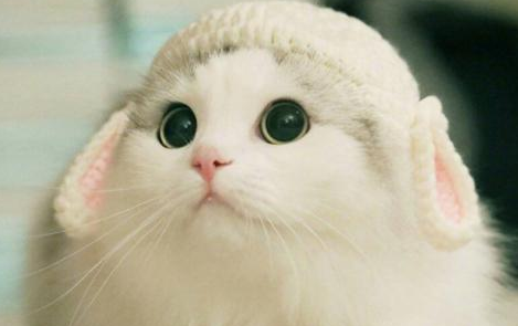 小猫可以吃米饭吗