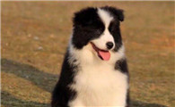 幼犬怎么看聪明不聪明