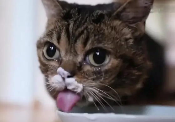 小猫能吃什么人类的食物 小猫能吃什么人类的食物