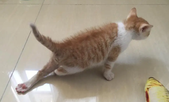 小猫后脚无力是什么原因造成的
