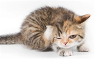 小猫后腿外八是缺钙吗