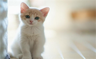 怎么让猫洗澡的时候不闹