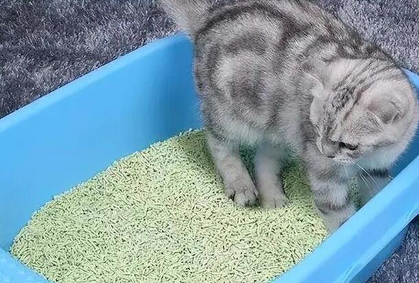 猫砂多久全部换一次比较好