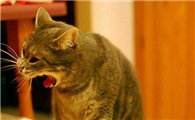 猫干呕不吐是什么情况引起的