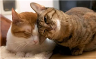 猫儿冬天是不是不发春