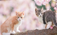 猫咪羊奶粉怎么冲