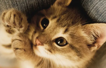 猫瘟的症状是哪些表现 猫瘟的症状是哪些表现