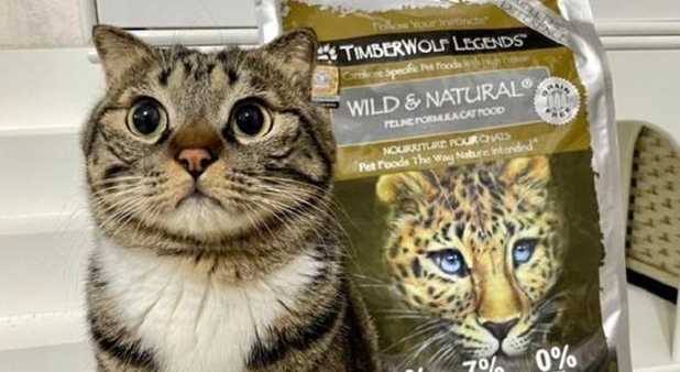 草本魔力猫粮是哪里的 草本魔力猫粮是哪里的