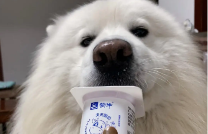 狗狗可以喝酸奶吗
