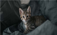 猫咪体内驱虫体外驱虫多久一次