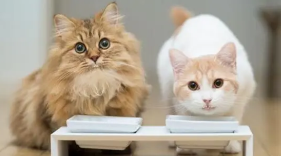 猫掉毛会不会影响小宝宝发育 猫掉毛会不会影响小宝宝发育