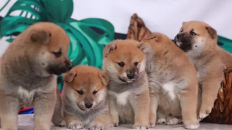 白柴犬多少钱一只 白柴犬多少钱一只