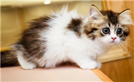 小猫不张嘴吃奶怎么办
