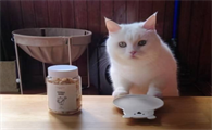猫传腹间歇性发烧怎么处理好