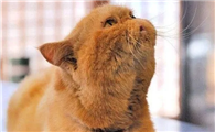 怎么知道猫有没有猫传腹