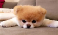 狗营养不良吃什么好