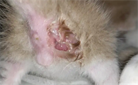 猫咪肛门有点鼓鼓的怎么回事