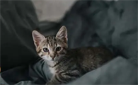 猫咪一直呕吐黄水怎么回事吃什么药
