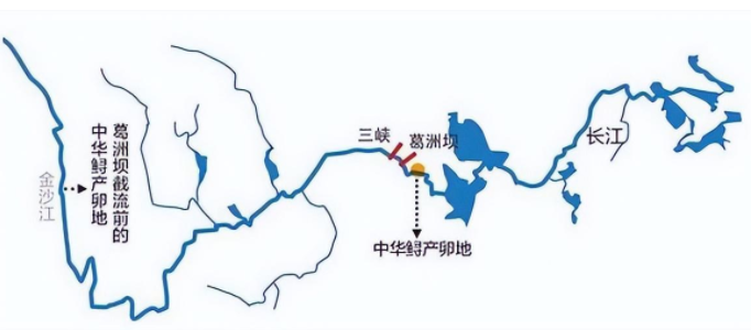 666尾中华鲟放归长江,38年放生700万尾,放生的中华鲟去哪了? 666尾中华鲟放归长江,38年放生700万尾,放生的中华鲟去哪了?