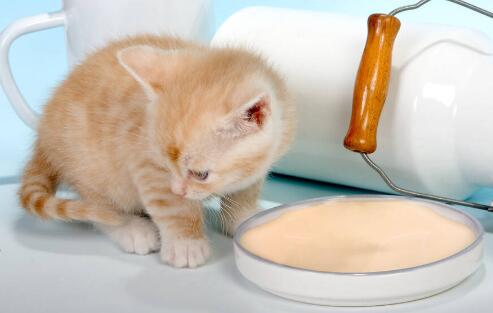 小猫可以喝人喝的奶粉吗一岁